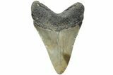 Serrated, Fossil Megalodon Tooth - North Carolina #225835-1